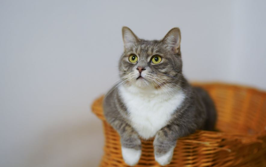 Un gato con sobrepeso es una bomba de tiempo advierten veterinarios